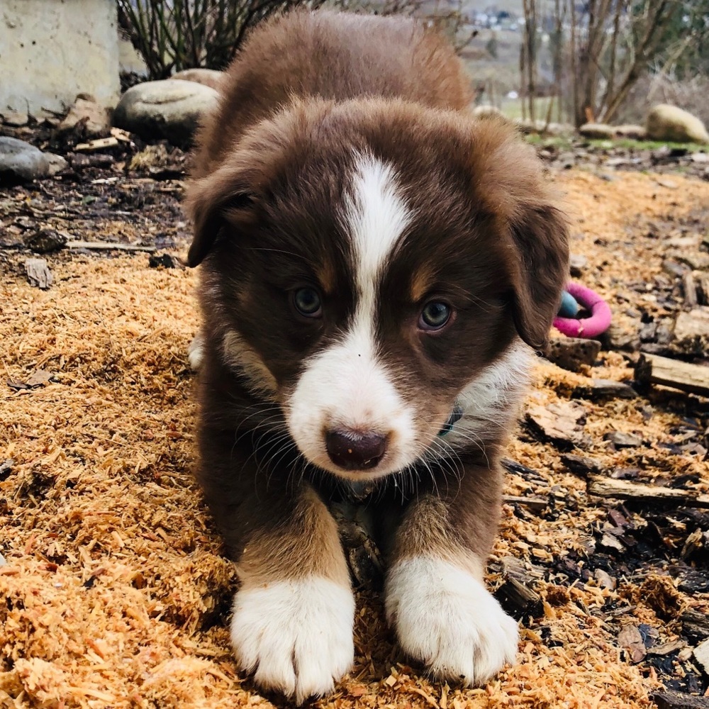 Meet your Posher, Karlee - Picture 1 of 1